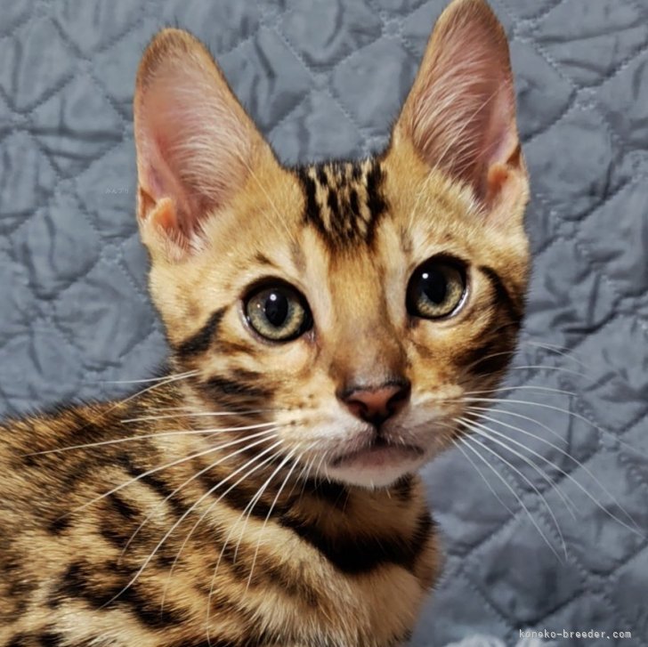 ブリーダー画像