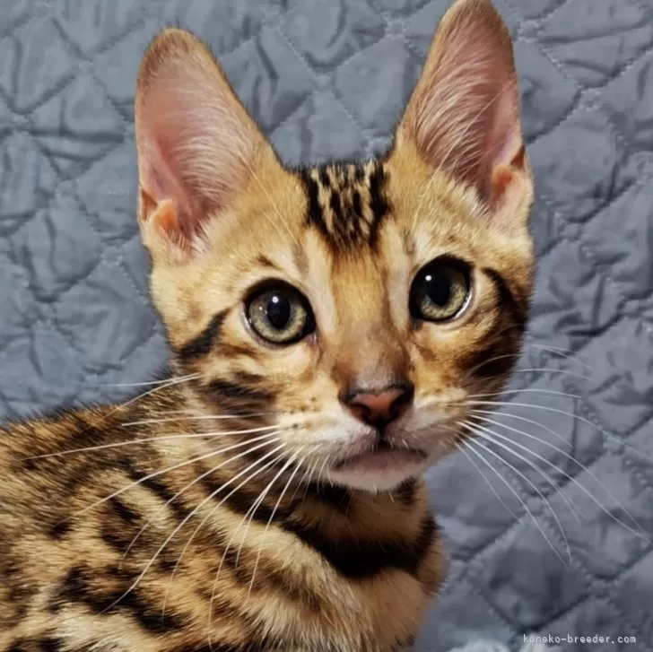 ベンガル【長野県・男の子・2025年8月5日・ブラウンスポテッドタビー】の写真1