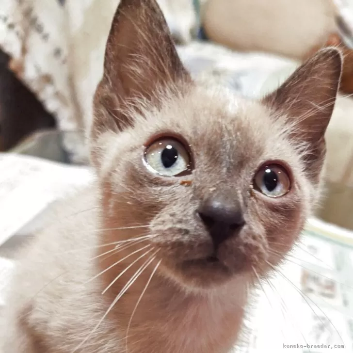 トイボブ【長野県・男の子・2025年6月23日・ブルーミンク】の写真1