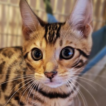 ベンガル【長野県・男の子・2025年8月5日・ブラウンスポテッドタビー】の写真「イケメン男子🧡🩵🩷」