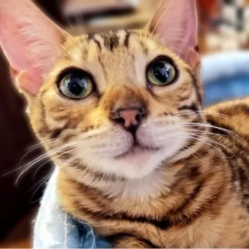 ベンガル【長野県・男の子・2023年9月22日・ブラウンスポテッド