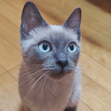 トイボブ【長野県・男の子・2025年6月23日・ブルーミンク】の写真「ブルーミンクで、とにかく愛らしい男の子💓」