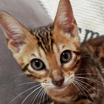 ベンガル【長野県・女の子・2025年8月5日・ブラウンスポテッドタビー】の写真「あざと可愛い女子🧡🩵🩷」