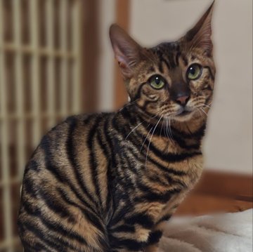 トイガー【長野県・女の子・2025年6月7日・ブラウンマッカレルタビー】の写真「とても穏やかで人懐こいトイガー」