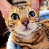ベンガル
