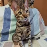 ベンガル
