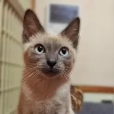 トイボブ【長野県・男の子・2025年6月23日・ブルーミンク】の写真6