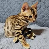 ベンガル【長野県・男の子・2025年8月5日・ブラウンスポテッドタビー】の写真2