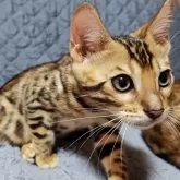 ベンガル【長野県・男の子・2025年8月5日・ブラウンスポテッドタビー】の写真4