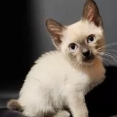 トイボブ【長野県・男の子・2025年2月26日・ブルーポイント】の写真4