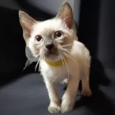 トイボブ【長野県・男の子・2025年2月26日・ブルーポイント】の写真5