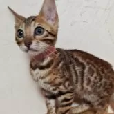 ベンガル【長野県・女の子・2025年8月5日・ブラウンスポテッドタビー】の写真5