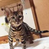 トイガー【長野県・女の子・2025年6月7日・ブラウンマッカレルタビー】の写真4