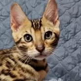 ベンガル【長野県・男の子・2025年8月5日・ブラウンスポテッドタビー】の写真6