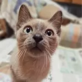 トイボブ【長野県・男の子・2025年6月23日・ブルーミンク】の写真13