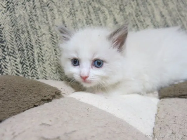 ID:2004-02047の子猫