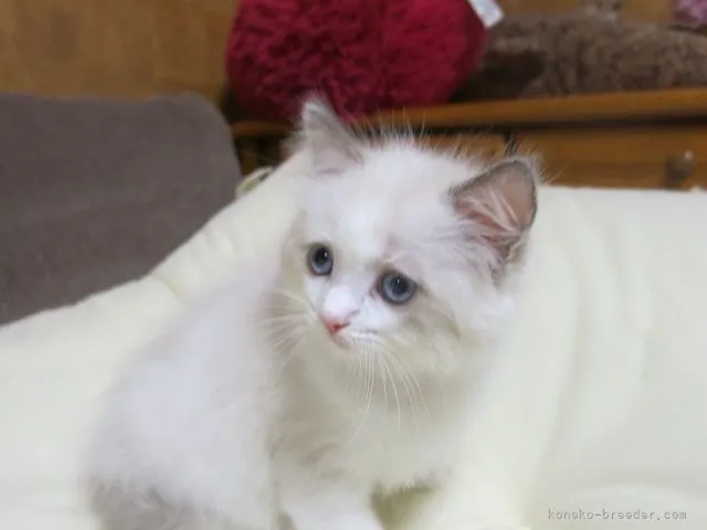 ID：2107-01594の子猫