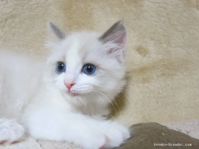 ID:2002-00309の子猫