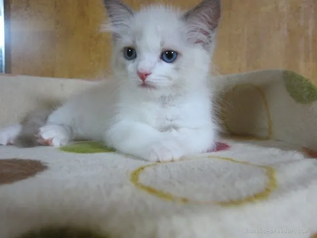 ID:2107-01596の子猫