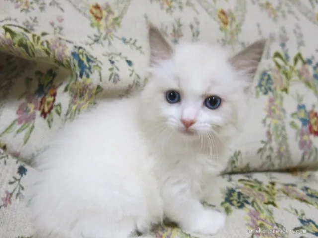 ID：1907-00956の子猫