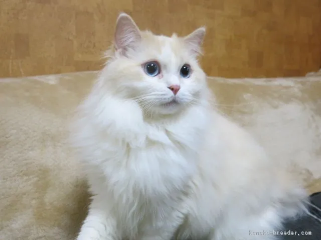 ID:1805-01946の子猫