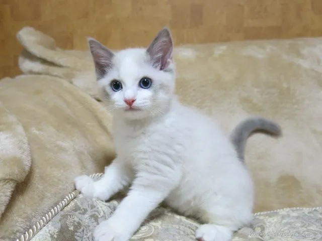 ID：2002-01300の子猫