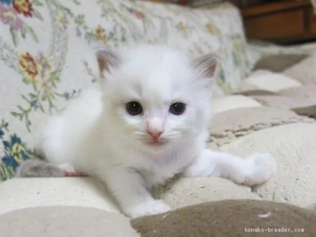 ID:2008-00821の子猫