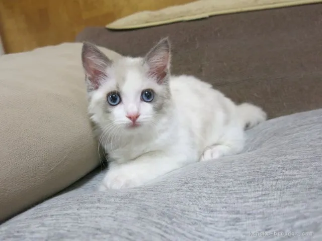 ID：2204-01688の子猫