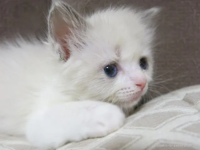 ID:2101-00991の子猫