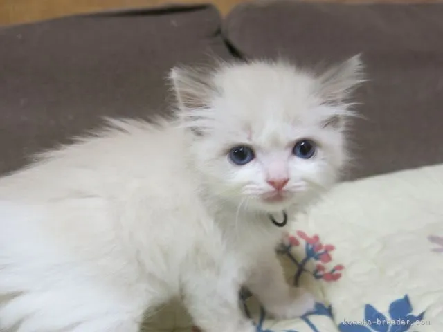 ID:2110-00258の子猫