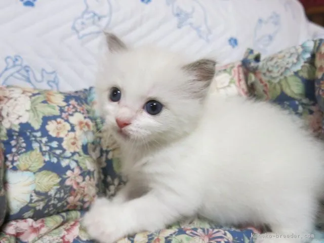 ID：1808-00845の子猫