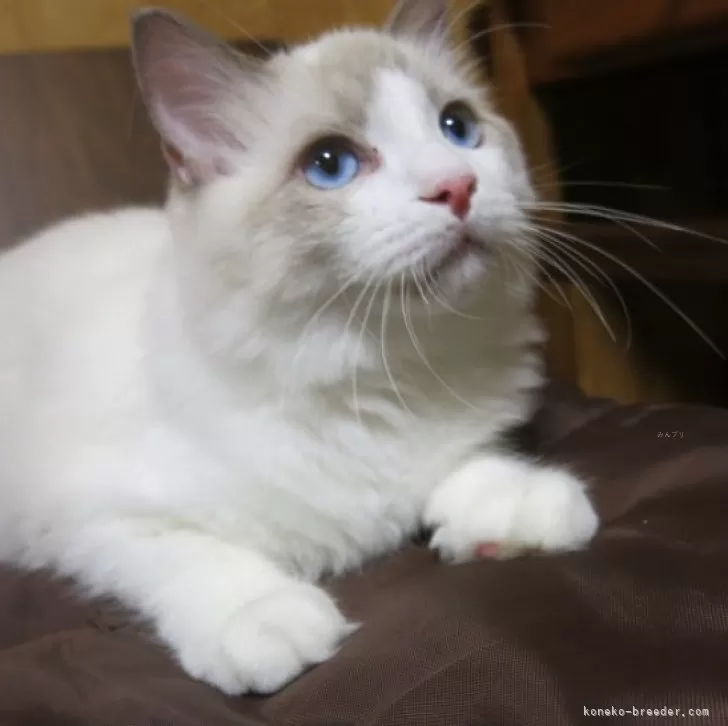 ID:2407-02410の子猫