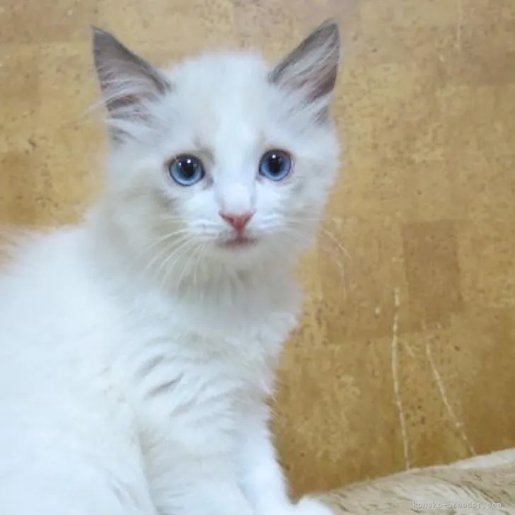 ID:2206-01119の子猫