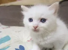 ラグドール【京都府・男の子・2021年6月14日・クリームポイントバイカラー】の写真1