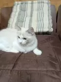 ラグドール【京都府・女の子・2024年7月7日・ブルー・シルバー系】の写真3