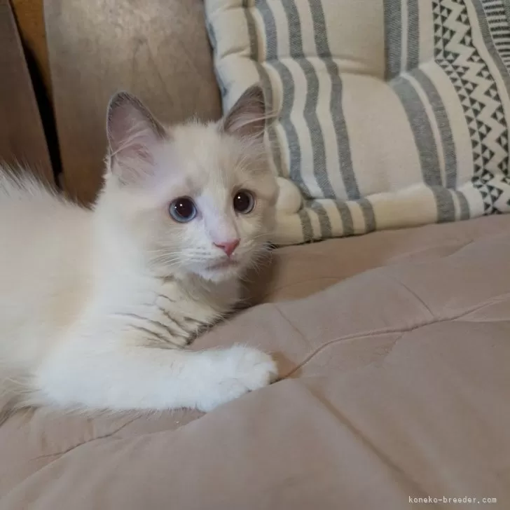 ラグドール【京都府・女の子・2025年8月12日・ブルーポイントバイカラー】の写真1