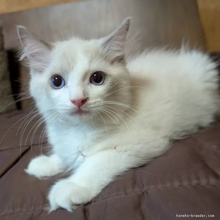 ID：2506-01996の子猫