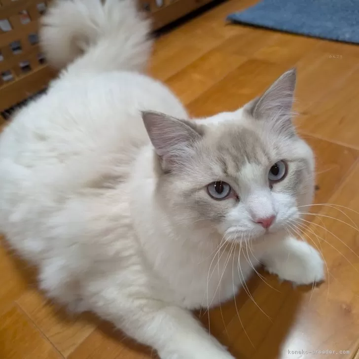 ID：2407-02409の子猫