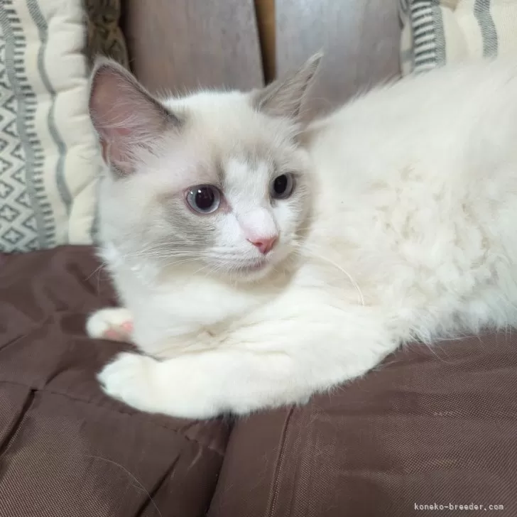 ID：2501-01989の子猫