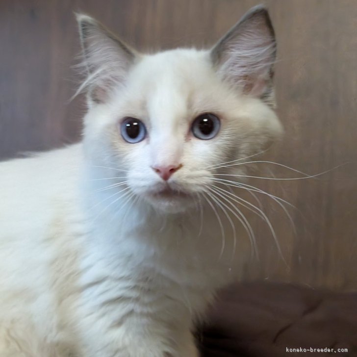 ラグドール【京都府・男の子・2025年4月22日・ブルーポイント