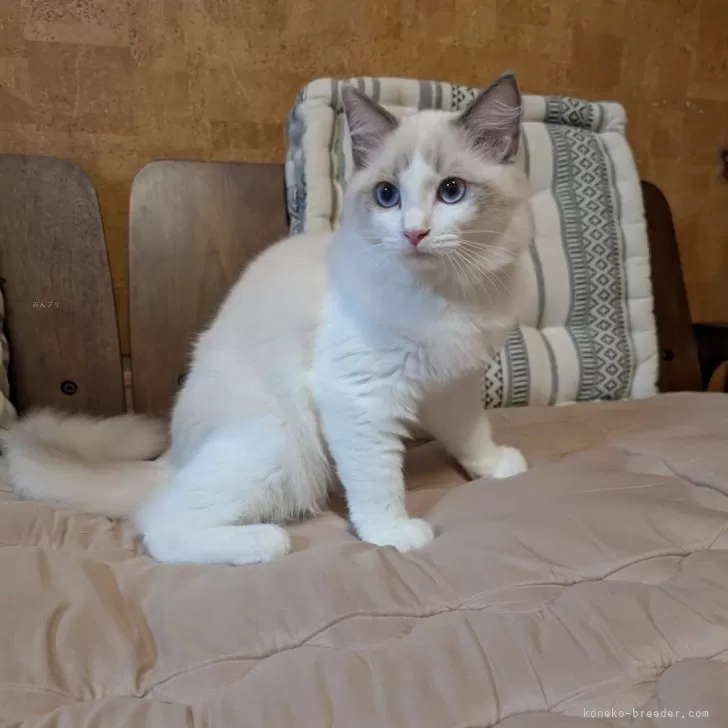 ID:2506-01989の子猫