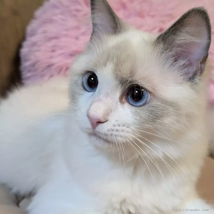 ラグドール【京都府・女の子・2025年8月12日・ブルーポイントバイカラー】の写真1