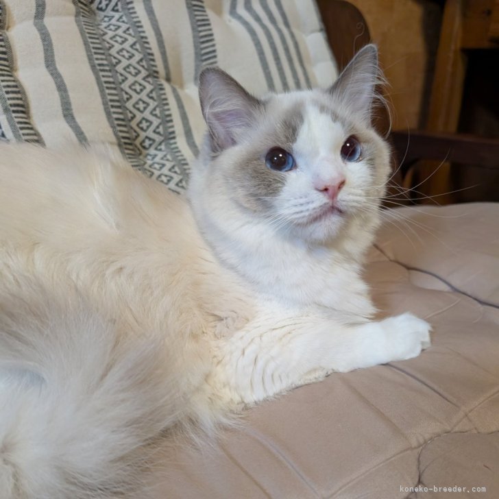 ブリーダー画像