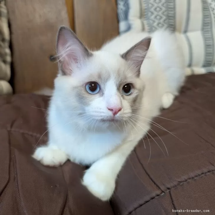 ID：2506-01984の子猫