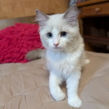 ラグドール【京都府・女の子・2025年8月12日・ブルーポイントバイカラー】の写真「人懐っこい女の子」