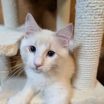 ラグドール【京都府・男の子・2025年8月12日・ブルーリンクスポイントバイカラー】の写真「人懐っこい男の子」