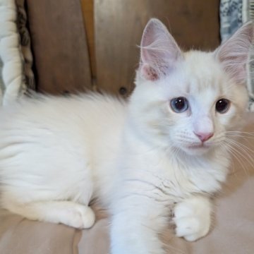ラグドール【京都府・男の子・2025年8月12日・ブルーリンクスポイントバイカラー】の写真「人懐っこい男の子」