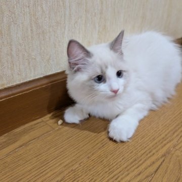 ラグドール【京都府・女の子・2025年8月12日・ブルーポイントバイカラー】の写真「人懐っこい女の子」