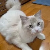 ラグドール【京都府・男の子・2024年6月12日・ブルーリンクスポイントバイカラー】の写真1