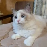 ラグドール【京都府・男の子・2025年4月22日・ブルーポイントバイカラー】の写真2